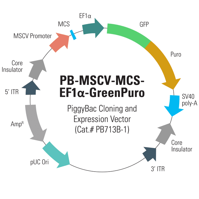 PB-MSCV-MCS-EF1α-GreenPuro PiggyBac cDNA Cloning and Expression Vector