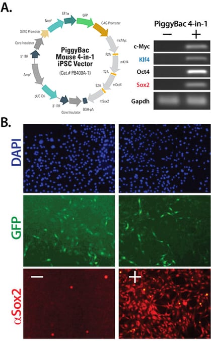 Easily reprogram mouse cells with the PiggyBac Transposon System