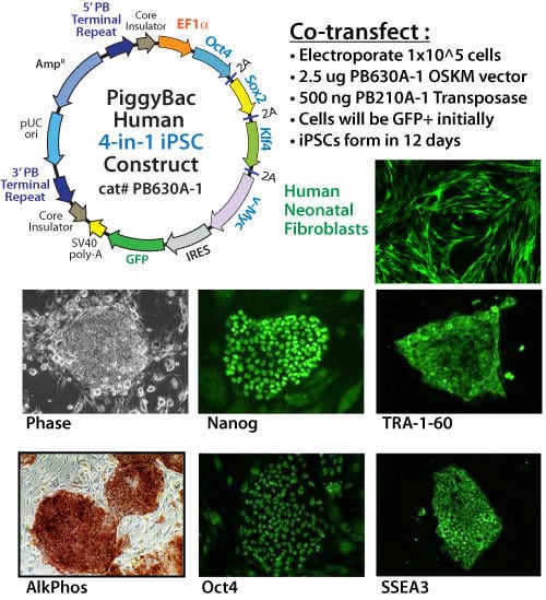 Easily reprogram human cells with the PiggyBac Transposon System