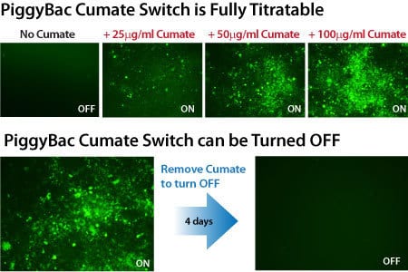 The PiggyBac cumate switch is titratable and can be turned off