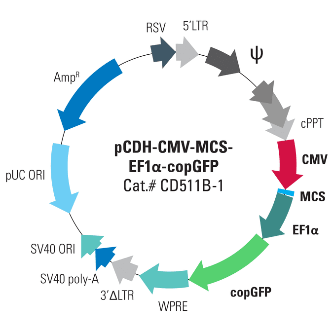pCDH-CMV-MCS-EF1α-copGFP Cloning and Expression Lentivector