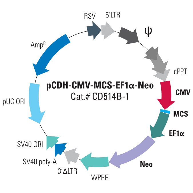 pCDH-CMV-MCS-EF1α-Neo Cloning and Expression Lentivector