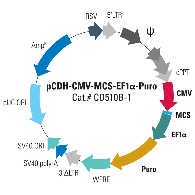 pCDH-CMV-MCS-EF1α-Puro Cloning and Expression Lentivector