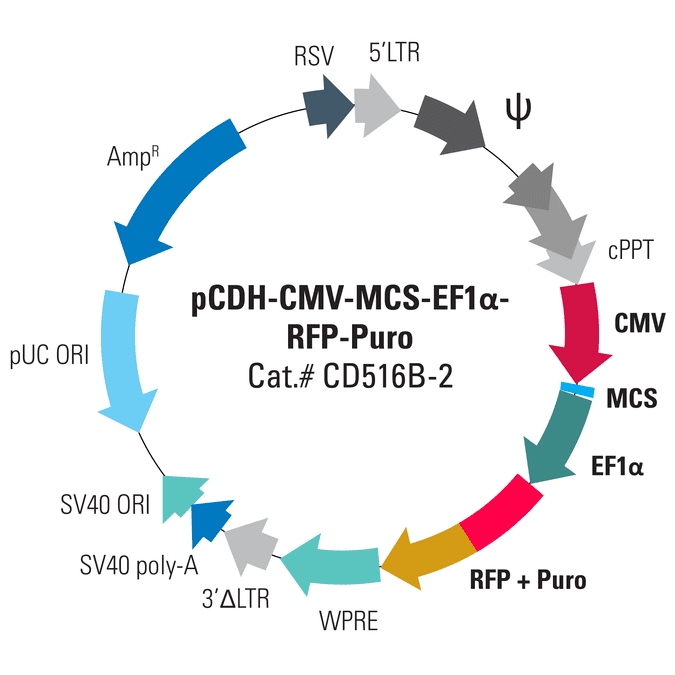 pCDH-CMV-MCS-EF1α-RFP+Puro Cloning and Expression Lentivector