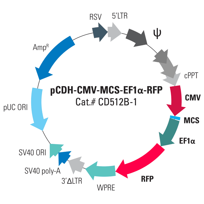 pCDH-CMV-MCS-EF1α-RFP Cloning and Expression Lentivector