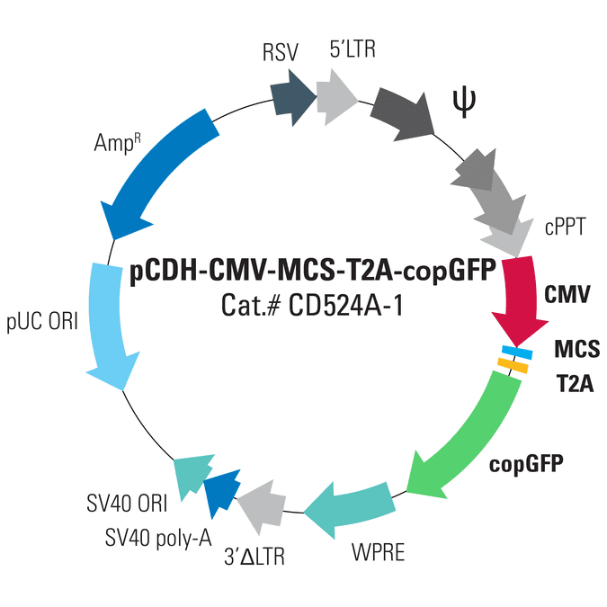 pCDH-CMV-MCS-T2A-copGFP Cloning and Expression Lentivector