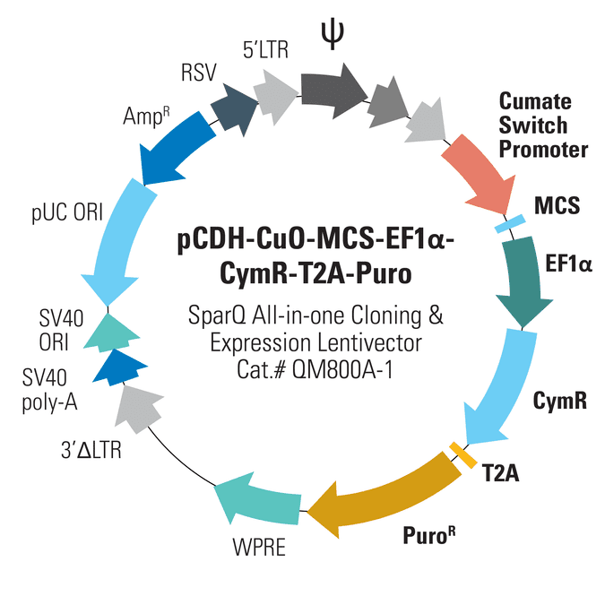 pCDH-CuO-MCS-EF1α-CymR-T2A-Puro SparQ All-in-one Cloning and Expression Lentivector