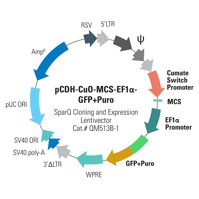 pCDH-CuO-MCS-EF1α-GFP+Puro SparQ Cloning and Expression Lentivector
