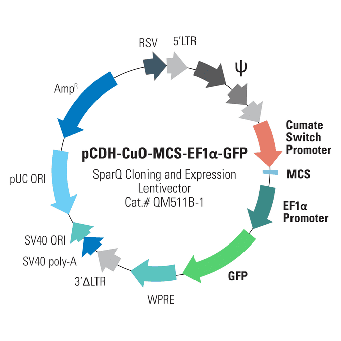 pCDH-CuO-MCS-EF1α-GFP SparQ Cloning and Expression Lentivector