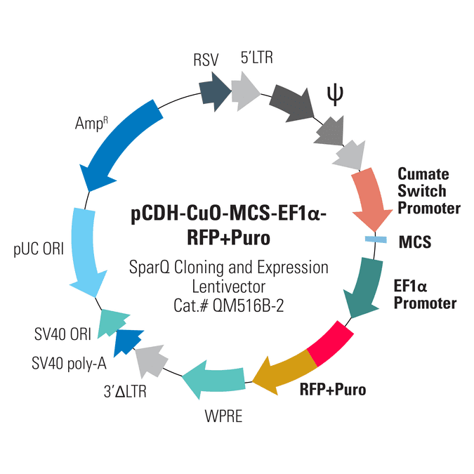 pCDH-CuO-MCS-EF1α-RFP+Puro SparQ Cloning and Expression Lentivector