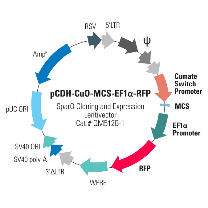 pCDH-CuO-MCS-EF1α-RFP SparQ Cloning and Expression Lentivector