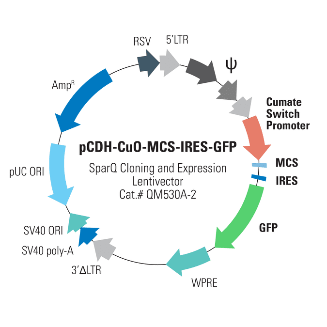 pCDH-CuO-MCS-IRES-GFP SparQ Cloning and Expression Lentivector