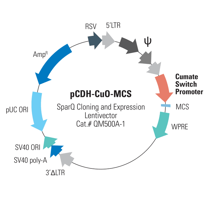 pCDH-CuO-MCS SparQ Cloning and Expression Lentivector