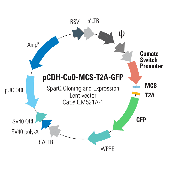 pCDH-CuO-MCS-T2A-GFP SparQ Cloning and Expression Lentivector