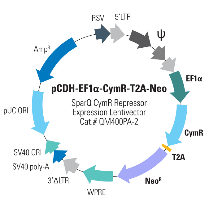 pCDH-EF1α-CymR-T2A-Neo SparQ CymR Expression Vector
