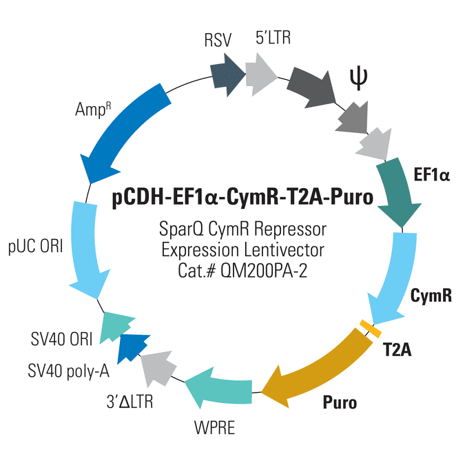 pCDH-EF1α-CymR-T2A-Puro SparQ CymR Expression Vector