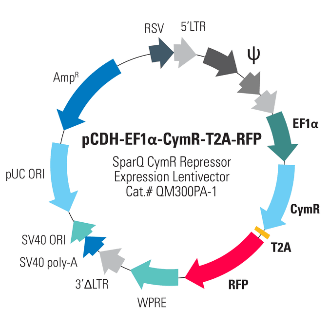 pCDH-EF1α-CymR-T2A-RFP SparQ CymR Expression Vector