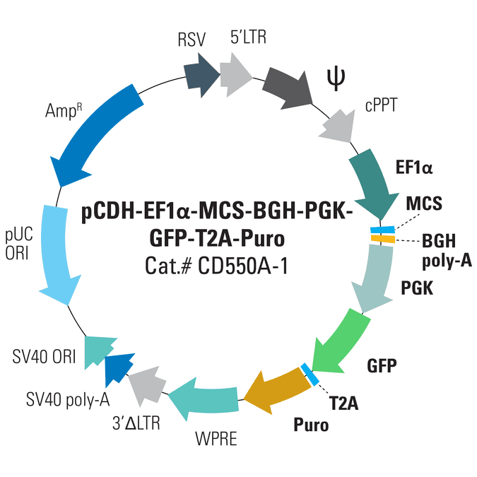 pCDH-EF1α-MCS-BGH-PGK-GFP-T2A-Puro Cloning and Expression Lentivector