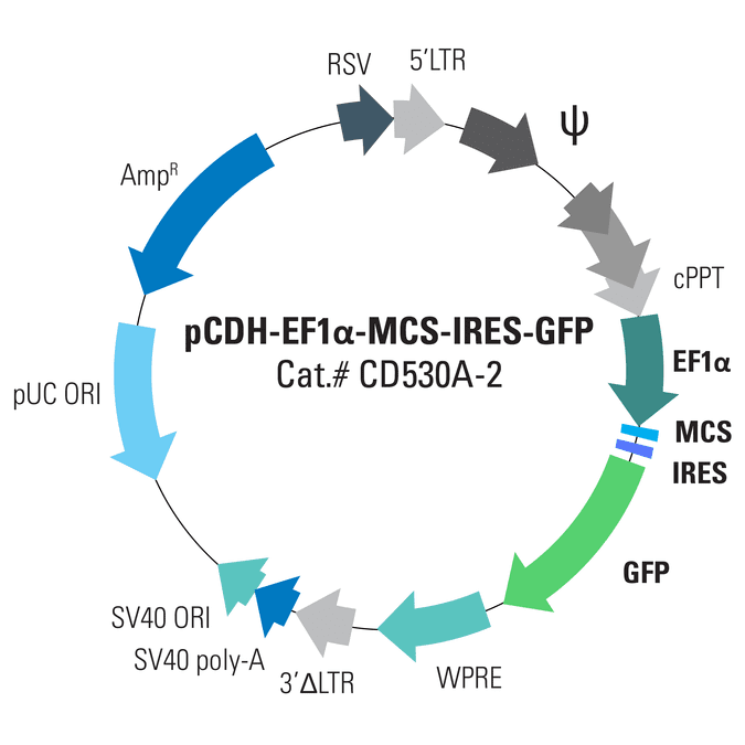 pCDH-EF1α-MCS-IRES-GFP Cloning and Expression Lentivector