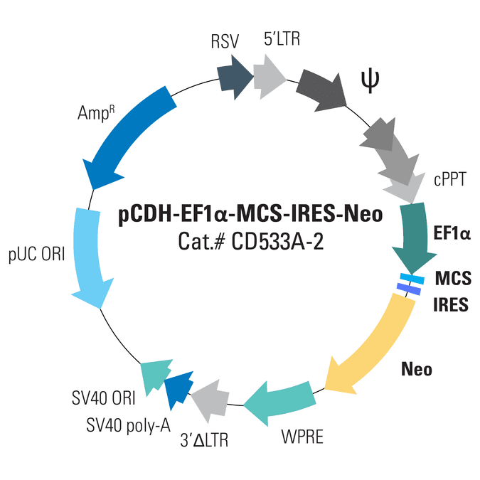 pCDH-EF1α-MCS-IRES-Neo Cloning and Expression Lentivector