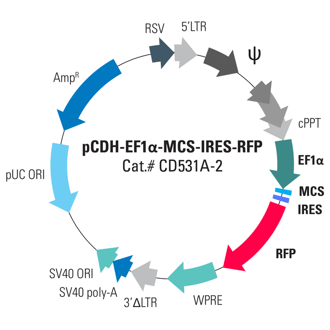pCDH-EF1α-MCS-IRES-RFP Cloning and Expression Lentivector