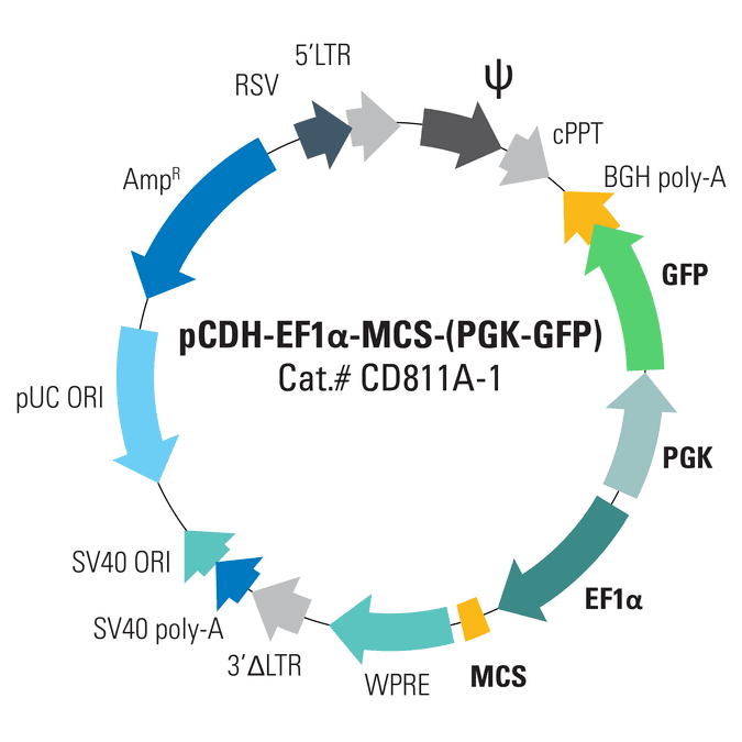 pCDH-EF1α-MCS-(PGK-GFP) Bidirectional Promoter Cloning and Expression Lentivector
