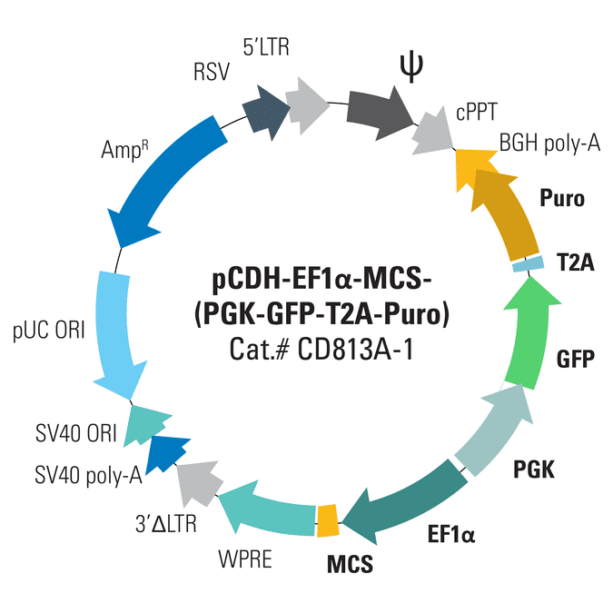 pCDH-EF1α-MCS-(PGK-GFP-T2A-Puro) Bidirectional Promoter Cloning and Expression Lentivector
