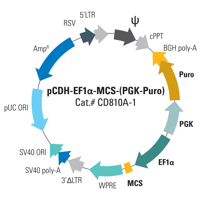 pCDH-EF1α-MCS-(PGK-Puro) Bidirectional Promoter Cloning and Expression Lentivector