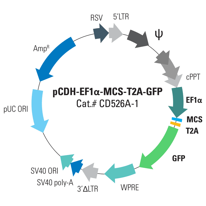pCDH-EF1α-MCS*-T2A-GFP Cloning and Expression Lentivector