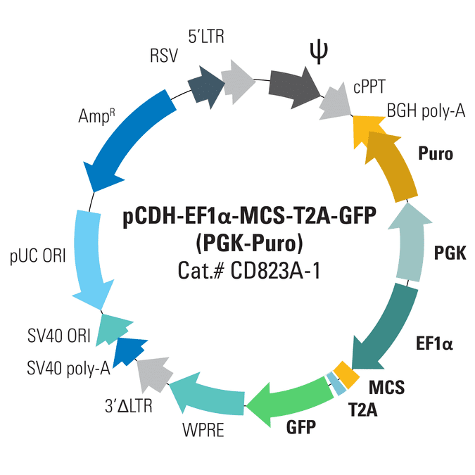 pCDH-EF1α-MCS-T2A-GFP (PGK-Puro) Bidirectional Promoter Cloning and Expression Lentivector