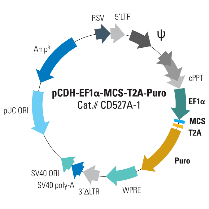 pCDH-EF1α-MCS-T2A-Puro Cloning and Expression Lentivector