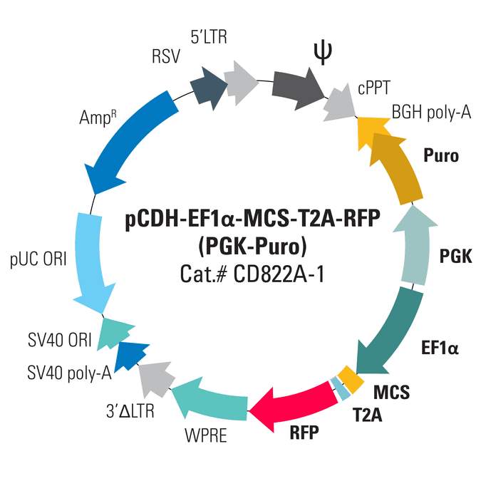 pCDH-EF1α-MCS-T2A-RFP (PGK-Puro) Bidirectional Promoter Cloning and Expression Lentivector