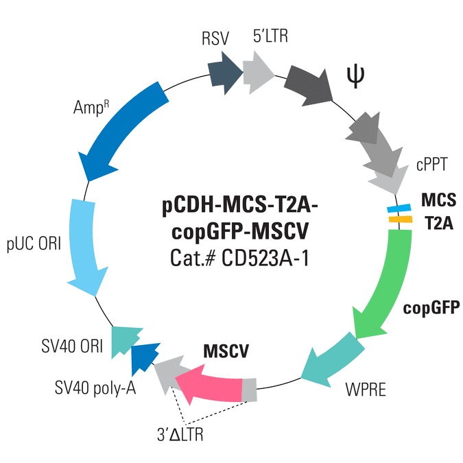pCDH-MCS-T2A-copGFP-MSCV Cloning and Expression Lentivector