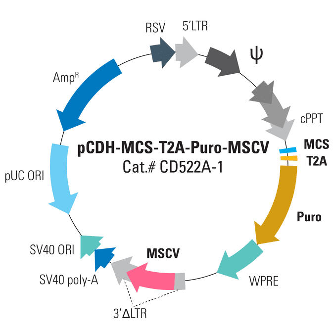 pCDH-MCS-T2A-Puro-MSCV Cloning and Expression Lentivector