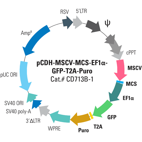 pCDH-MSCV-MCS-EF1α-GFP+Puro Cloning and Expression Lentivector