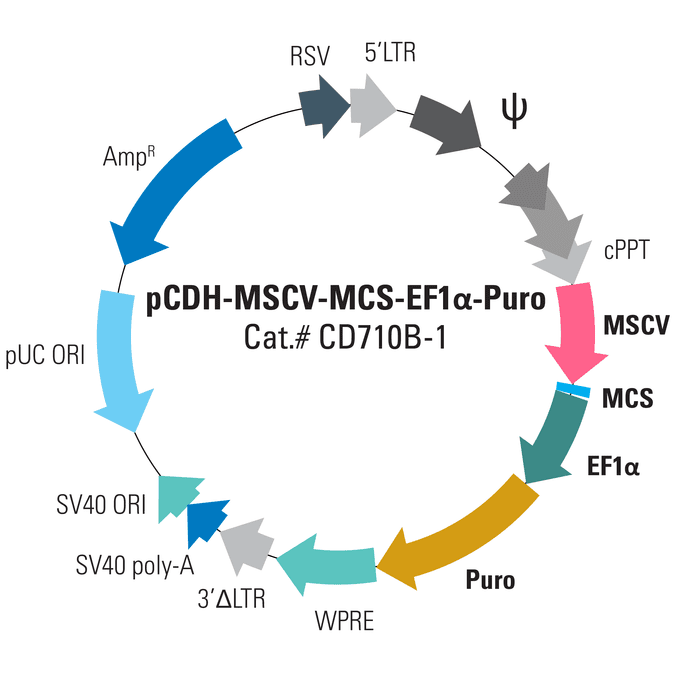 pCDH-MSCV-MCS-EF1α-Puro Cloning and Expression Lentivector