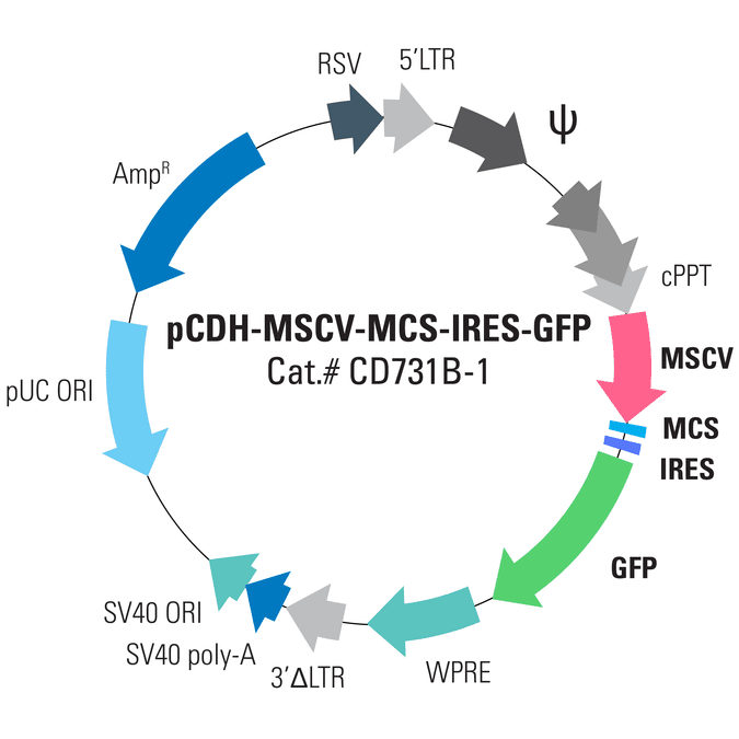 pCDH-MSCV-MCS-IRES-GFP Cloning and Expression Lentivector