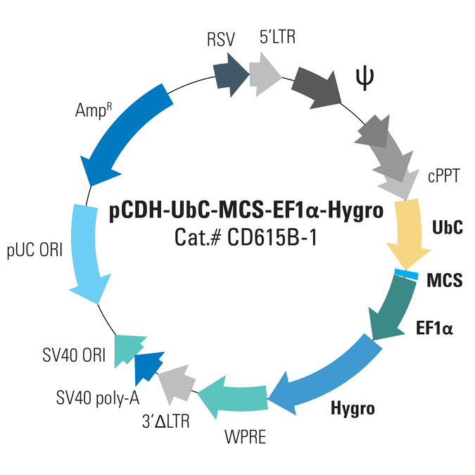 pCDH-UbC-MCS-EF1α-Hygro Cloning and Expression Lentivector
