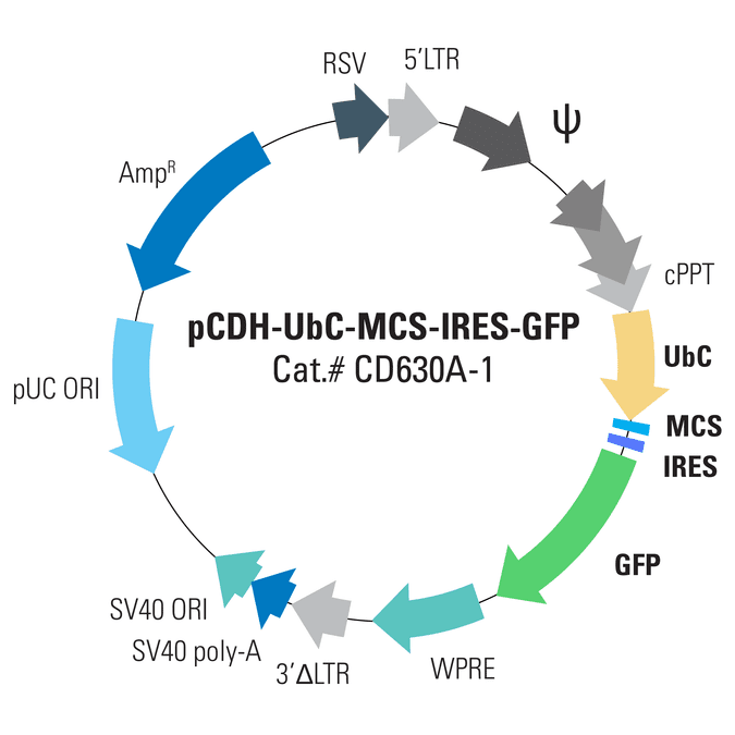 pCDH-UbC-MCS-IRES-GFP Cloning and Expression Lentivector