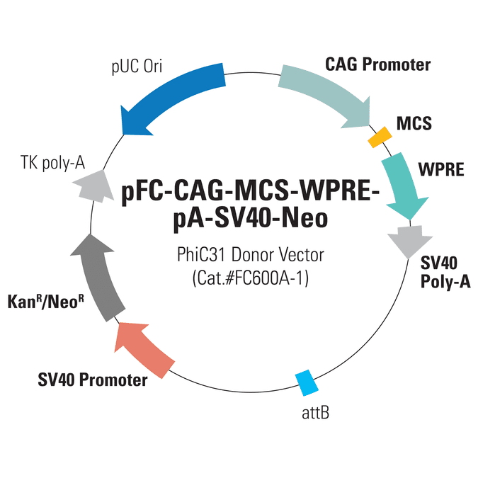 pFC-CAG-MCS-WPRE-pA-SV40-Neo PhiC31 Donor Vector