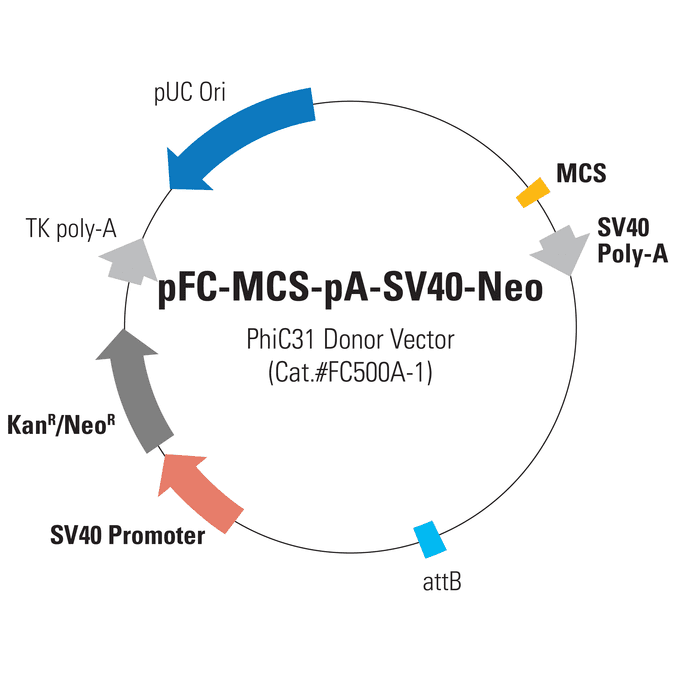 pFC-MCS-pA-SV40-Neo PhiC31 Donor Vector