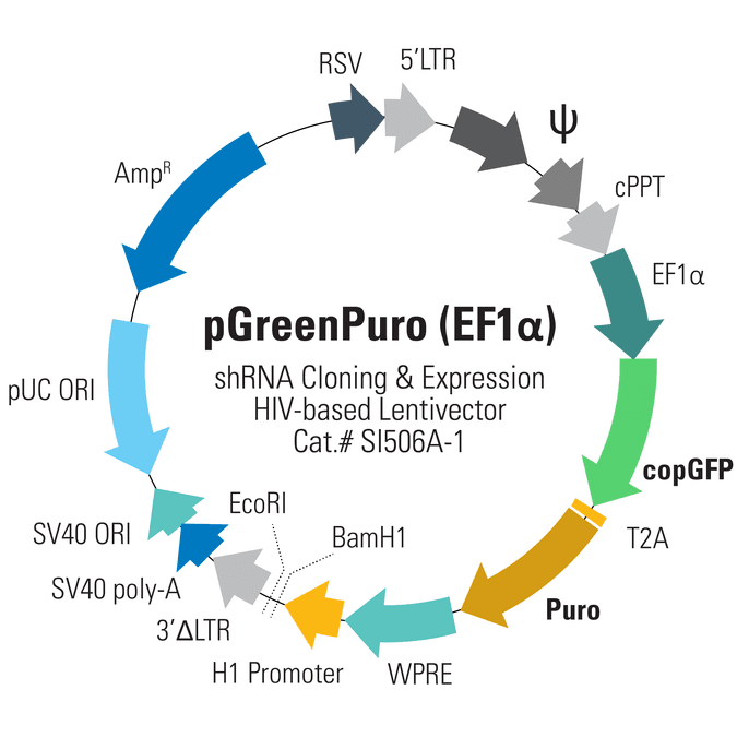 pGreenPuro (EF1α) shRNA Cloning and Expression Lentivector