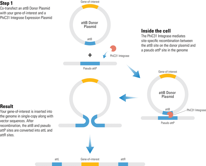 One-step transgene delivery with the PhiC31 Integrase System