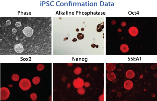 The PhiC31 Integrase System efficiently generates mouse pluripotent stem cells