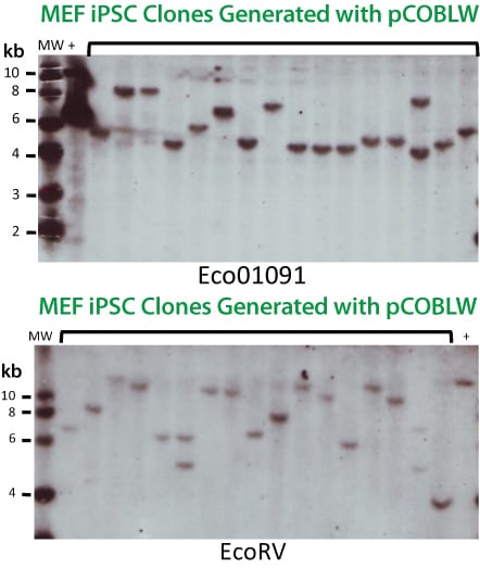 With the PhiC31 Integrase-based reprogramming system, the majority of clones that undergo integration events have single insertions