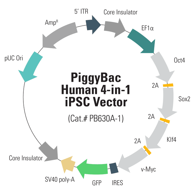 PB-EF1α-Oct4-Sox2-Klf4-Myc-IRES-GFP Human 4-in-1 iPSC PiggyBac Vector
