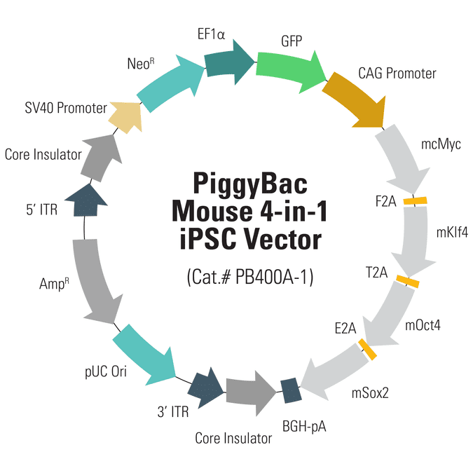 PB-SV40-Neo-EF1α-GFP-CAGs-cMyc-Klf4-Oct4-Sox2 Mouse 4-in-1 iPSC Vector