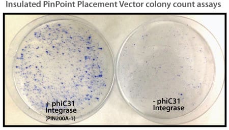 Efficient placement of the PinPoint attP site using the PhiC31 System