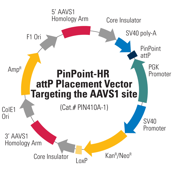 PinPoint-HR attP Placement Vector Targeting AAVS1