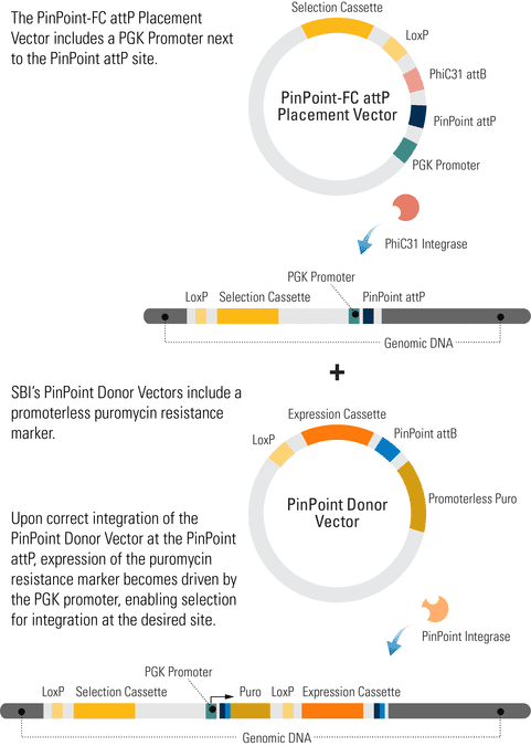 PinPoint-HR attP Placement Vector Targeting the AAVS1 Safe Harbor Site